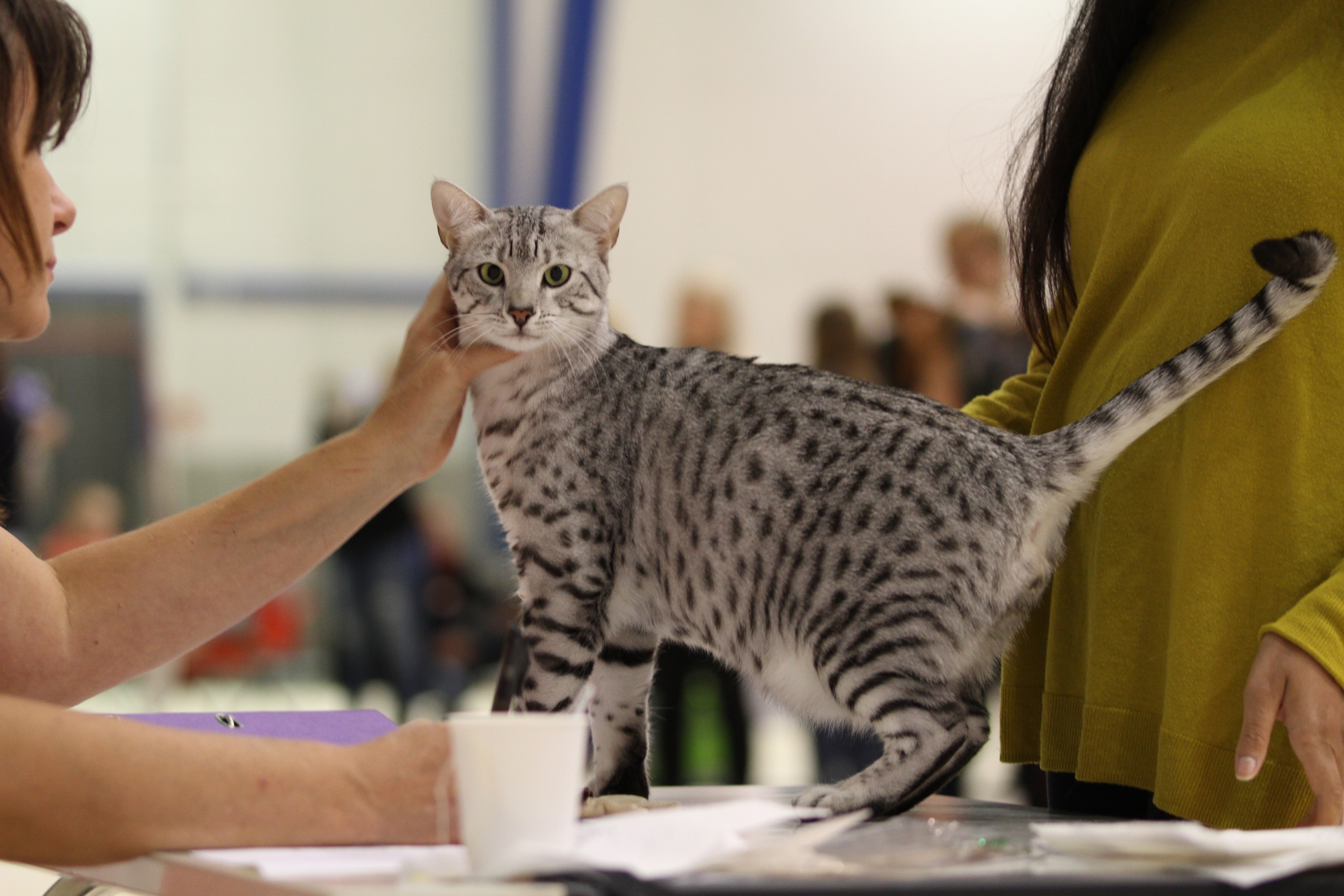 Bias @catshow