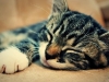 Sleeping kitten Mische