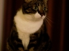 Poser