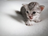 sham_lola_kull-23-1-7946