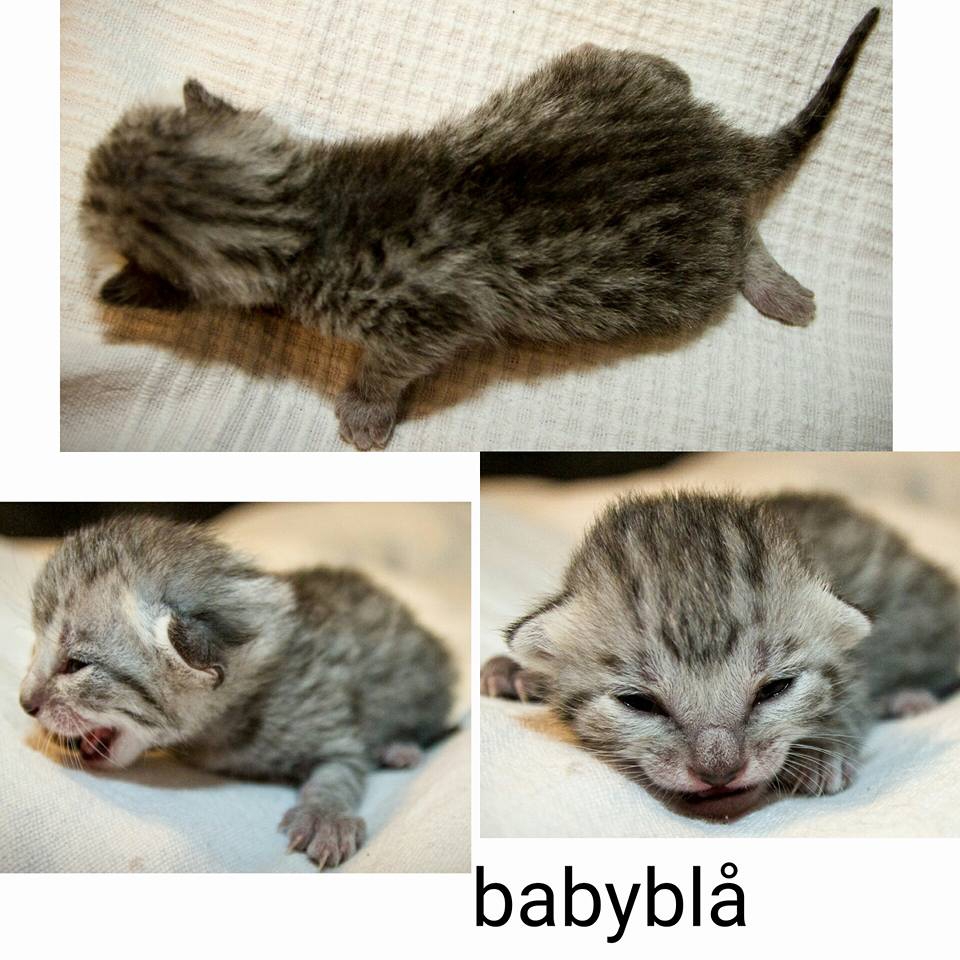 B-Kitten 1 babyblue
