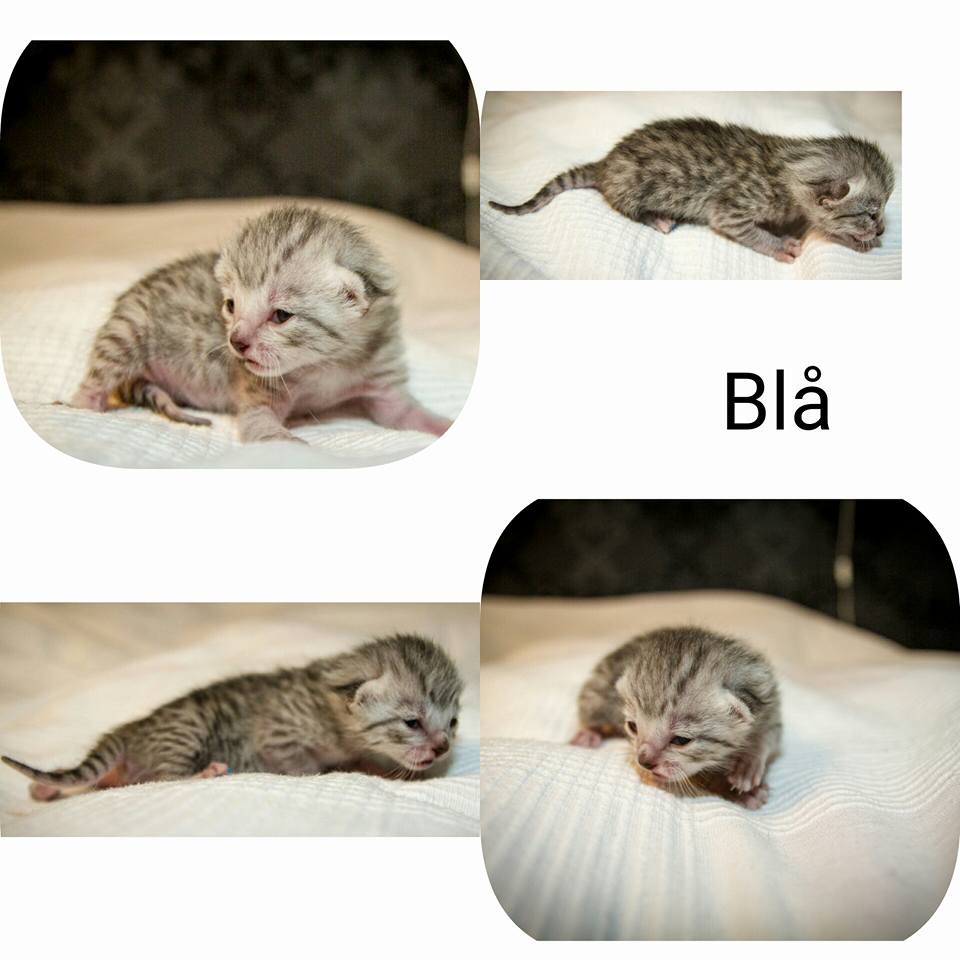 B-Kitten 2