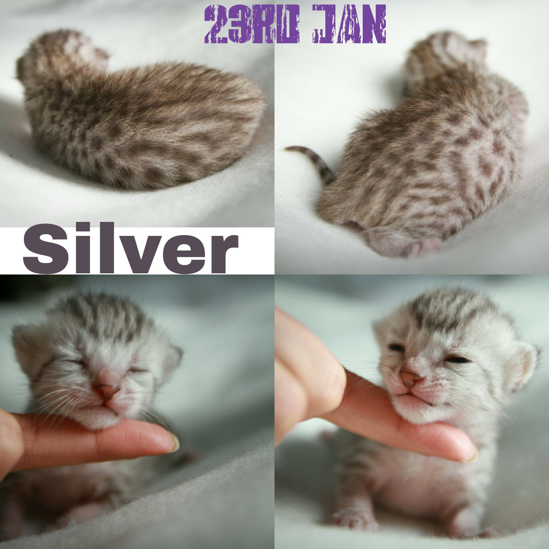C-silver1_23-1