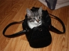 Bag-Cat